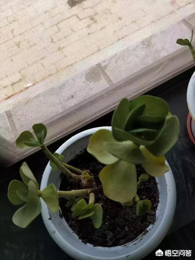 令箭扦插：掌握技巧，成功繁殖美丽花卉