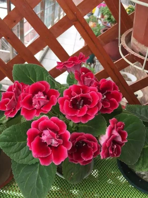 墨兰不长叶子：原因分析与解决方法