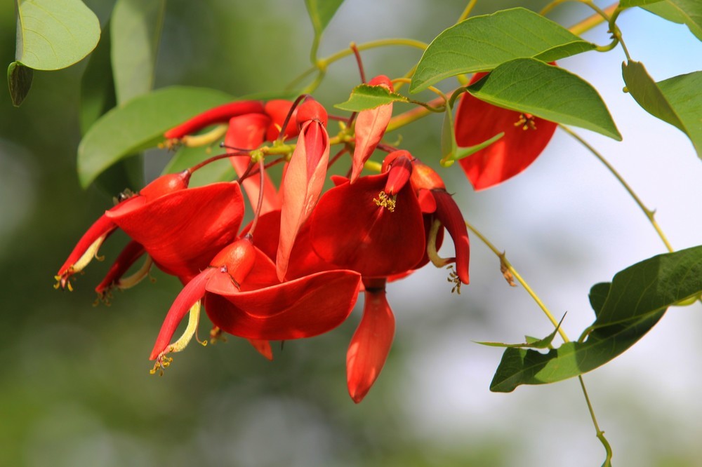 夏天达摩福娘掉叶子：原因分析与解决方法