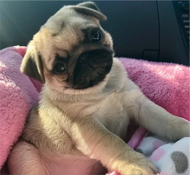 泰迪狗狗八个月很懂事：小型犬的智慧与温情