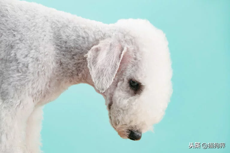 狗狗毛型：宠物护理的艺术与科学